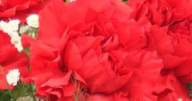 cravo-vermelho